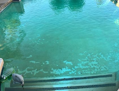 Algae removal and re-balance — green pool recovery in Vero Beach, FL