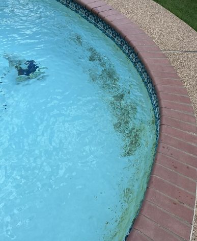 Pool & spa brought back from algae — pool service in Vero Beach, FL
