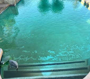 Green Pool Recovery — finished result